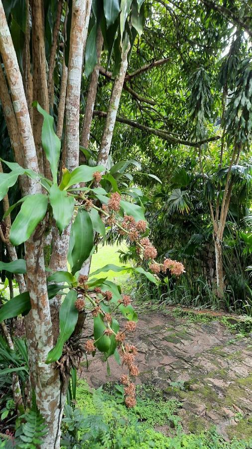 パコチ Sitio Alto Da Montanha - Voce Em Paz Com A Naturezaヴィラ エクステリア 写真